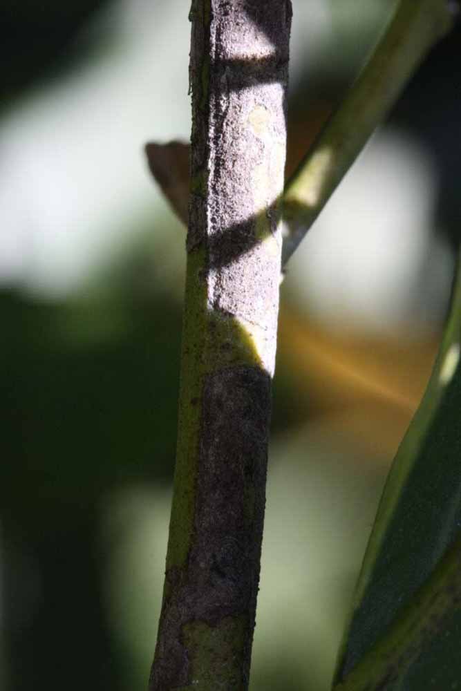              Second - third year twig (Riverside, CA)       